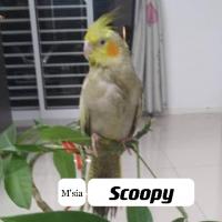 4_Scoopy